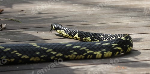 Preview: Cobra Caninana, snake of the Colubridae family