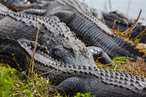American Alligators Resting Together in Natural Habitat