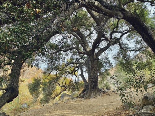 Preview: Walking in an enchanted forest.