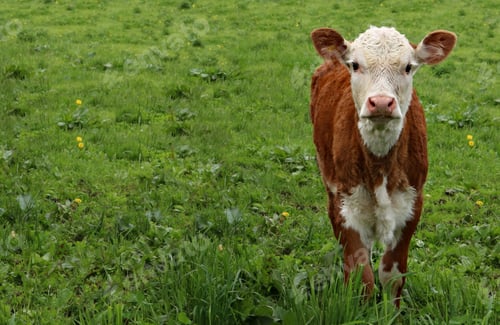 Preview: Closeup shot of a calf standing on the green grass
