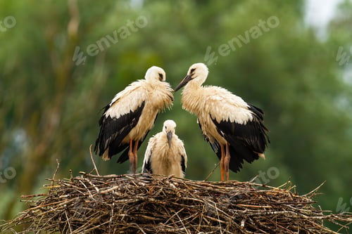 Preview: Three white stork chicks standing on nest and waiting in summer nature