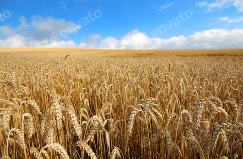 Preview: Landscape with warm colored yellow wheat crops on sunny day on rural farmland.