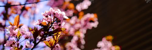 Preview: Close up of pink spring tree blossom. Web banner.