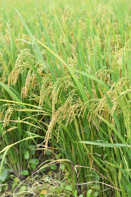 Preview: Rice Field On Rice Paddy Green Color Lush Growing Is A Agriculture