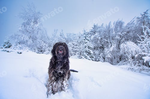 Preview: Bergamasco shepherd dog