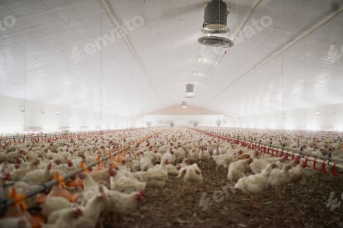 Preview: Shot of a large flock of chicken hens all together in a big warehouse on a farm