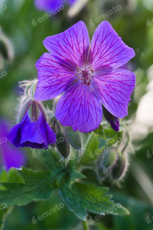 Preview: Closeup shot of a purple geranium flower
