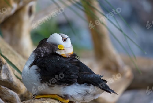 Preview: Puffin