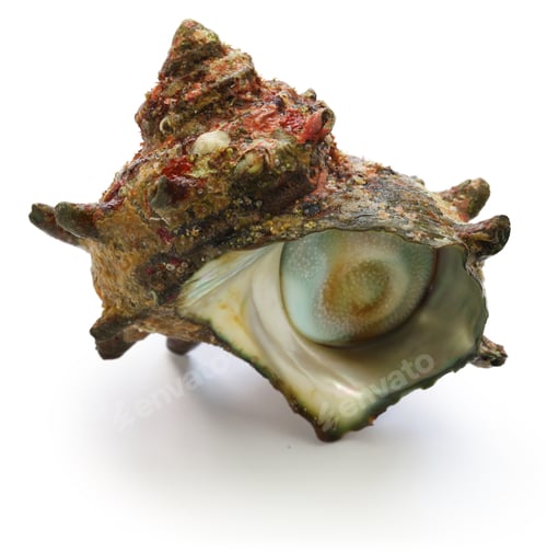 Preview: sazae , japanese horned turban shell