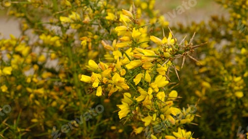 Preview: Close-up of blooming Gorse bush with bright yellow flowers and sharp spines.