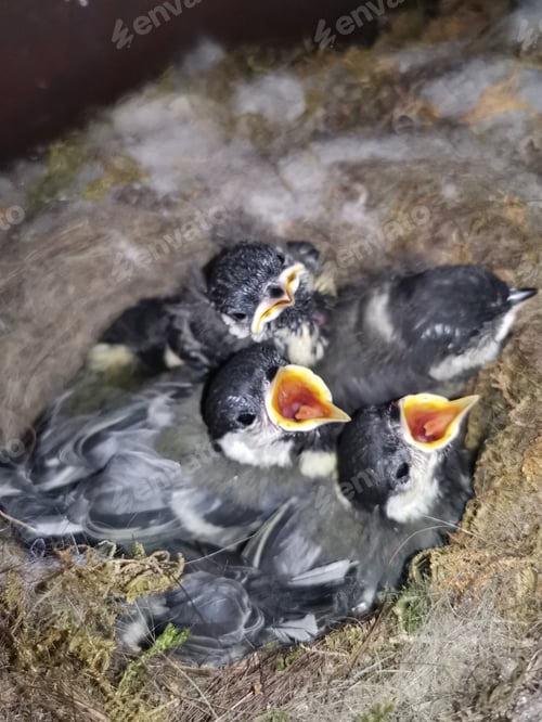 Preview: baby birds in the nest. baby bird in the mailbox