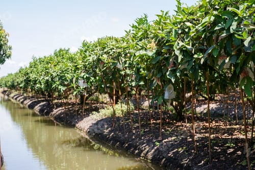 Preview: Perspective of rose apple farming with stream around the agricultural area. Irrigation technic