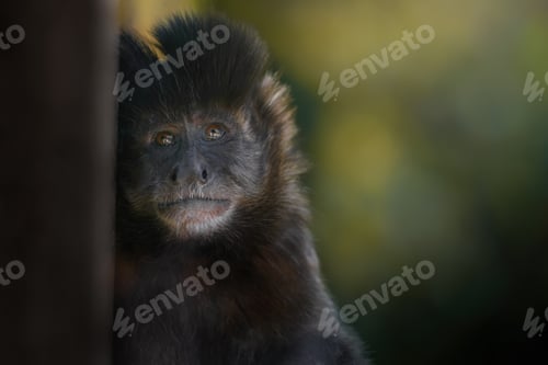 Preview: Tufted Capuchin Monkey (Sapajus apella)