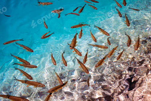 Preview: Nature background with fish school in vibrant blue tropical sea