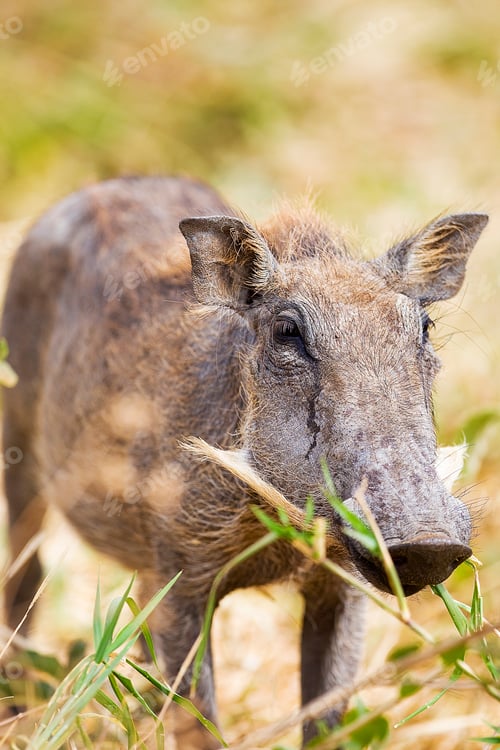 Preview: Wild warthog in East Africa