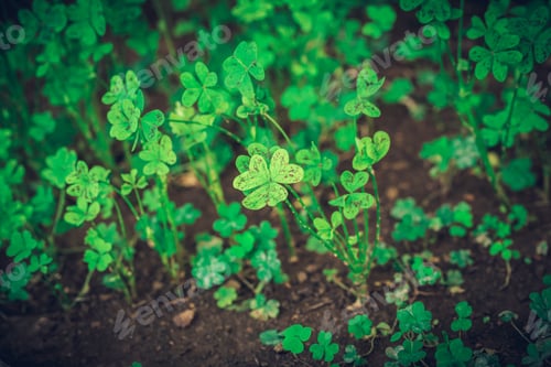 Preview: Shamrocks In The Ground