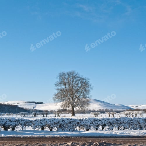 Preview: Bare tree on snow-covered landscape, Berwickshire, Scotland