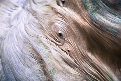 Preview: Close up of a redwood tree wood burl, Big Basin State Park, California