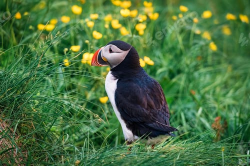Preview: Atlantic Puffin Bird living at the cliff with wild flower in north atlantic ocean on summer