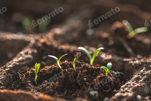 Preview: A small green sprouts in a peat pot, planting plants in the spring in open ground