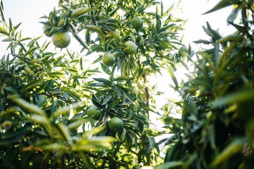 plant