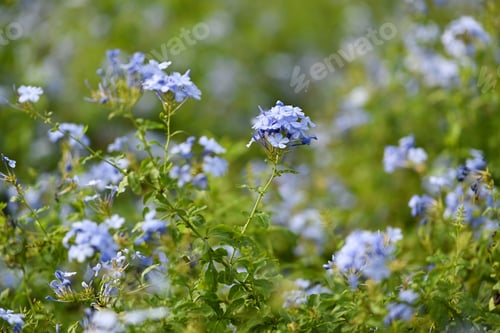 Preview: Beautiful flowers of Plumbago or Cape plumbago, flowering plant in the family Plumbaginaceae.