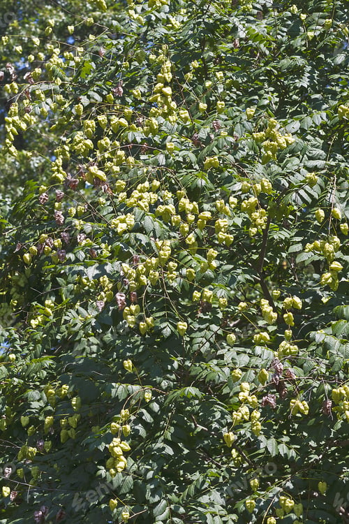 Preview: Goldenrain Tree (Koelreuteria Paniculata). Called Pride Of India, China Tree And Varnish Tree Also