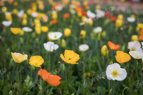 Preview: Poppies