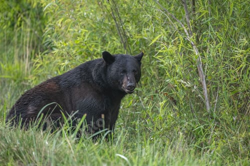 Preview: Large black bear stands in a grassy field, surrounded by tall blades of grass.