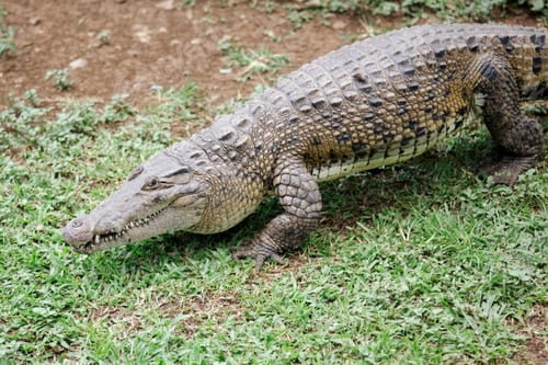 Preview: Crocodile