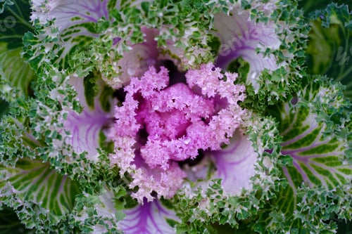 Preview: Decorative cabbage pattern