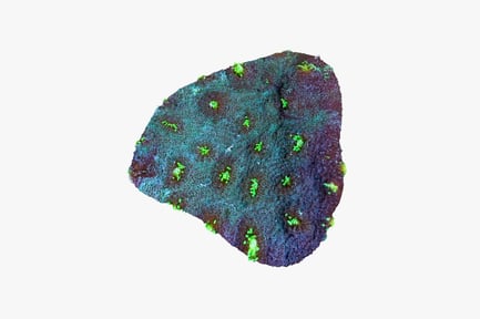 Preview: Speckled rock surface with white inclusions