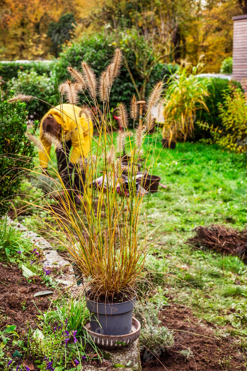 Preview: Spring gardening - Ornamental grasses in flowerpot for transplanting into composted soil