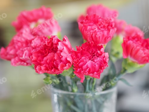 Preview: Pink Carnation flower in water glass on the table