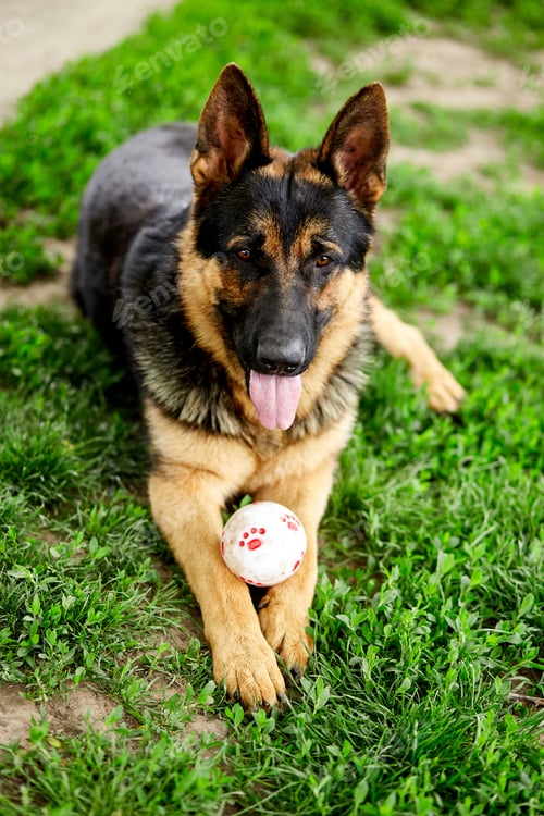 Preview: German shepherd lying on the grass in the park.