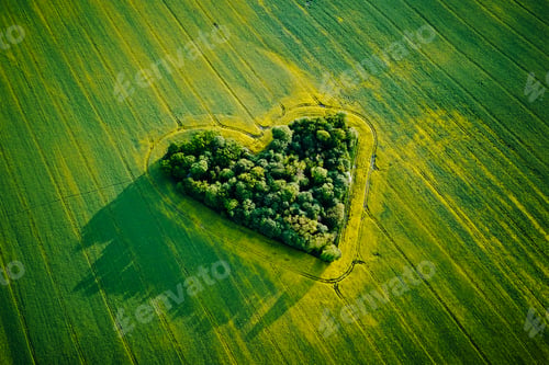 Preview: Heart made of trees in rapeseed field, aerial view