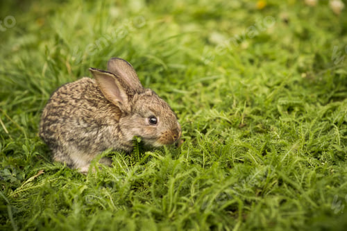 Preview: Little rabbit on green grass