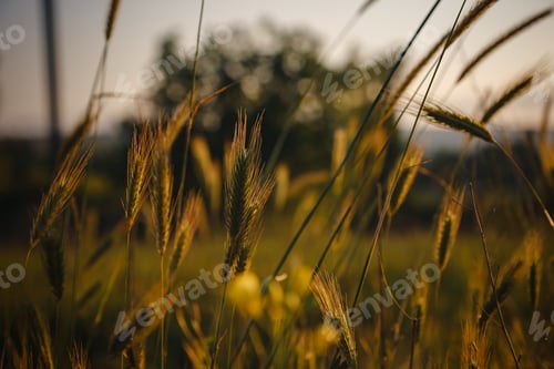 Preview: grass spikelets at sunset in the field, close up