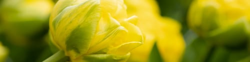 Preview: Banner 4x1 for website, social networks. Large unblown flowers of yellow peony tulips close-up