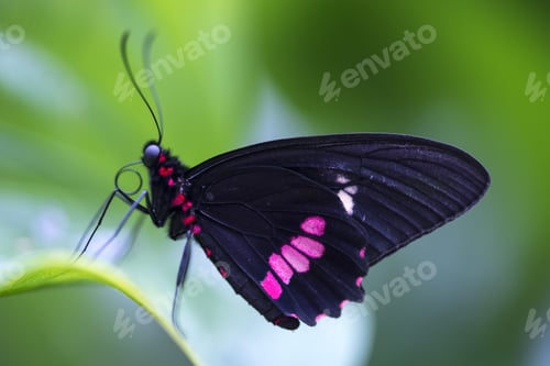 Preview: Closeup shot of a Papilio on a green plant with a blurred background