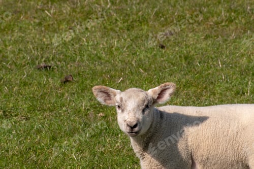 Preview: Cute lamb in the green field on a sunny day