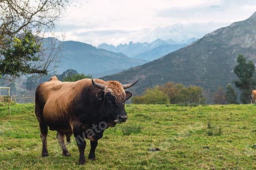 Preview: beautiful bull grazing in a field in Asturias