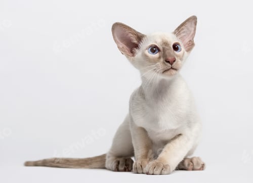 Preview: oriental shorthair kitten