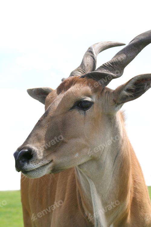Preview: Portrait Of A Common Eland, Antelope Family