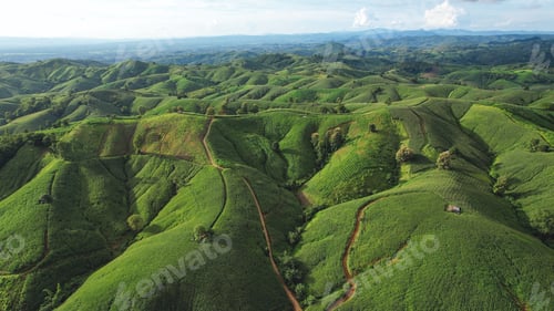 Preview: Aerial view of the greenery mountains and corn field by drone