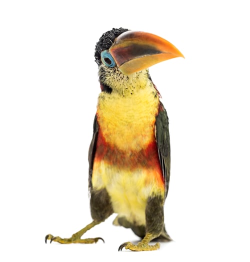 Preview: Curl-crested aracari, isolated on white