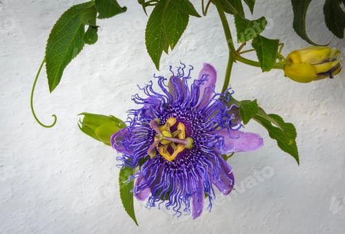 Preview: Passion flower