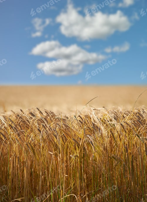 Preview: Fields of golden wheat