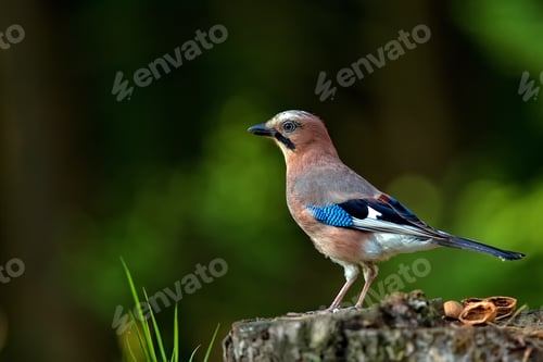Preview: Jay in the wild