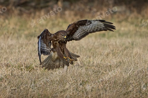 Preview: Common buzzard (Buteo buteo)
